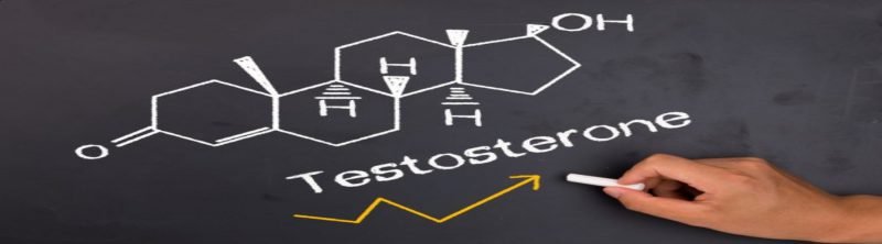 Testosterone Cycle