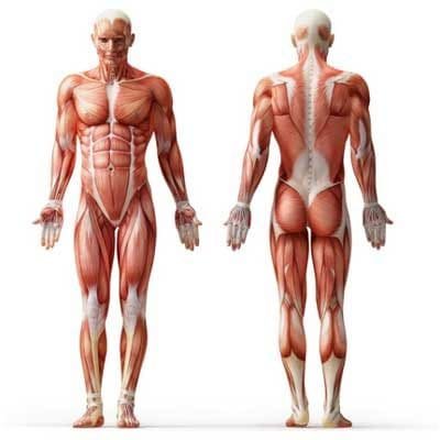 Muscle leaning